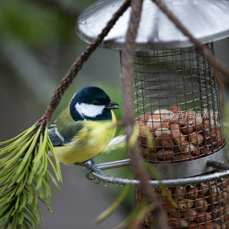 大山雀(Parus major) Kohlmeise